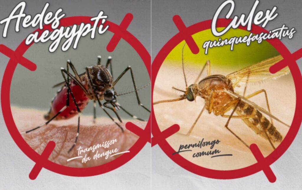 Dengue: Entenda as diferenças entre o Aedes aegypti e o pernilongo comum