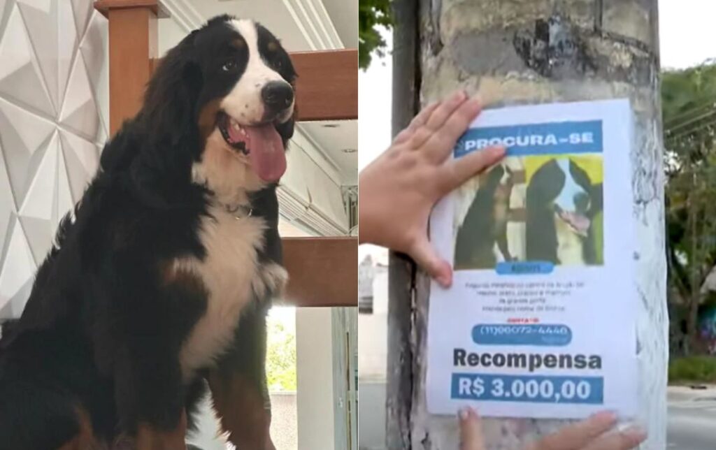 Cachorro foge de pet shop e mobiliza moradores de Arujá; recompensa é de R$ 3 mil