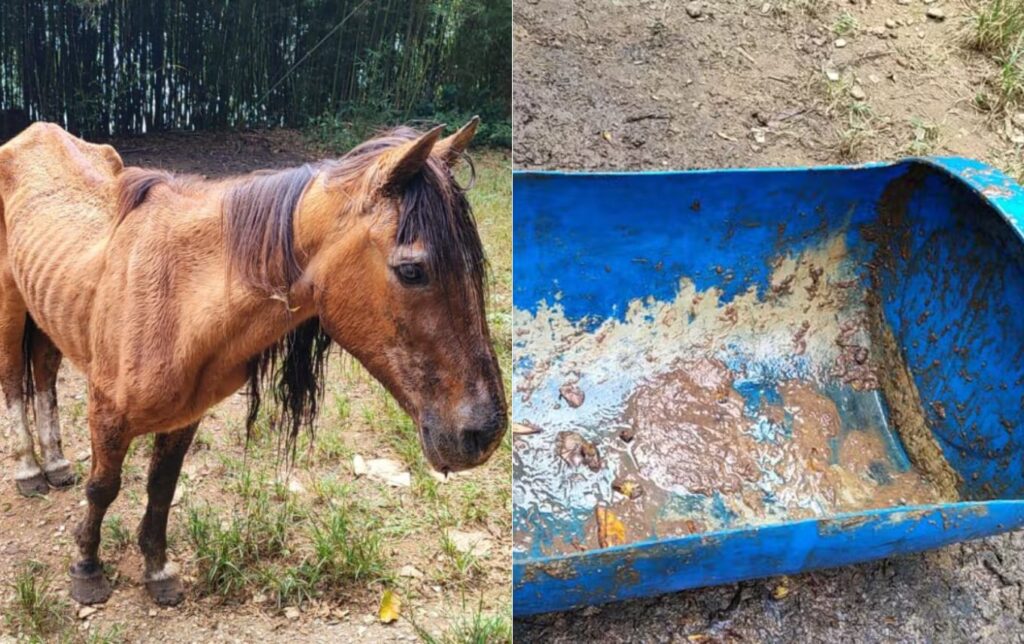 Mulher dá Coca-Cola a cavalo e é multada em R$ 3 mil; animal ficou desnutrido