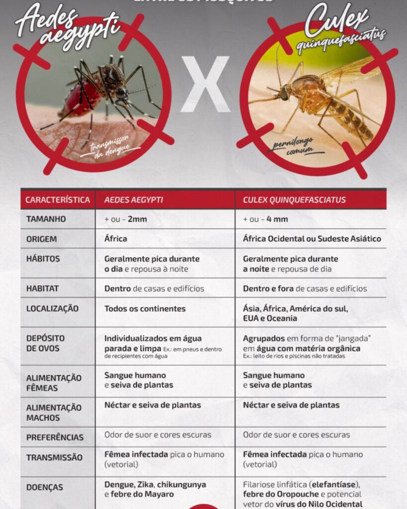 Infográfico mostra as diferenças do Aedes aegypti para o pernilongo comum