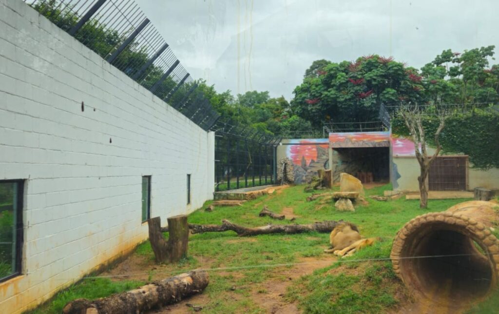 Dá para ver os leões bem de perto no Zoo de Guarulhos