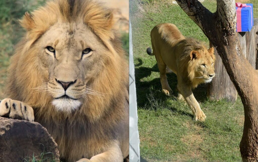 Quantos quilos de carne os leões do Zoológico de Guarulhos comem por dia?