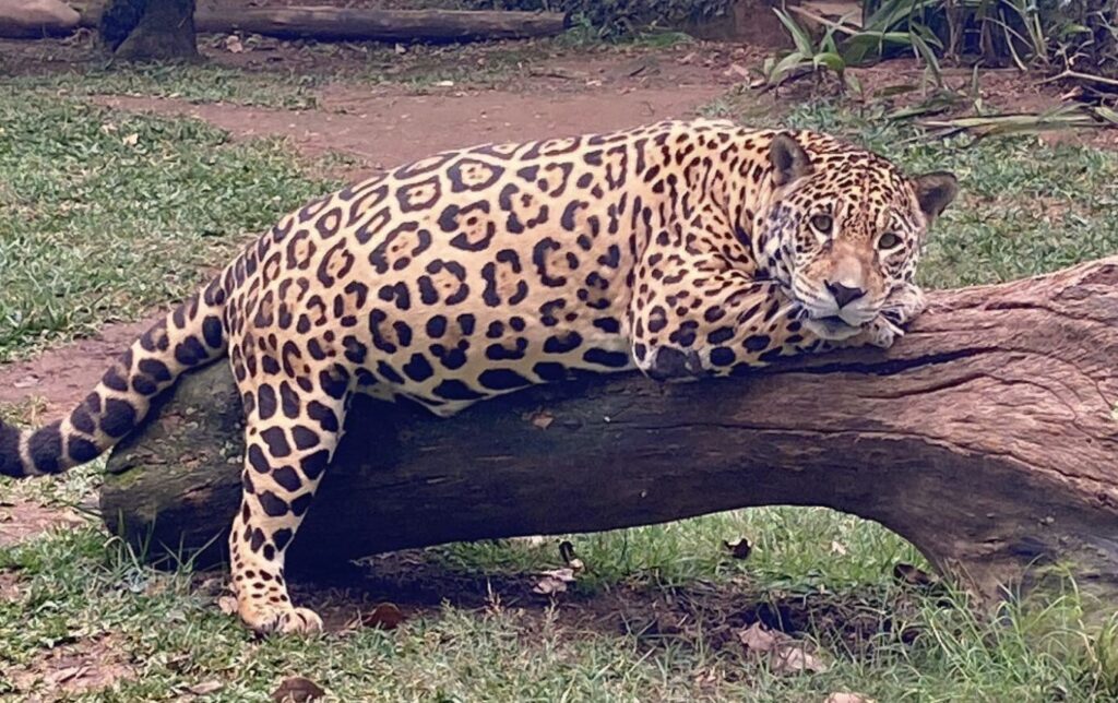 Idosa aos 16 anos, onça-pintada Tiana tem ‘recinto VIP’ no Zoo de Guarulhos