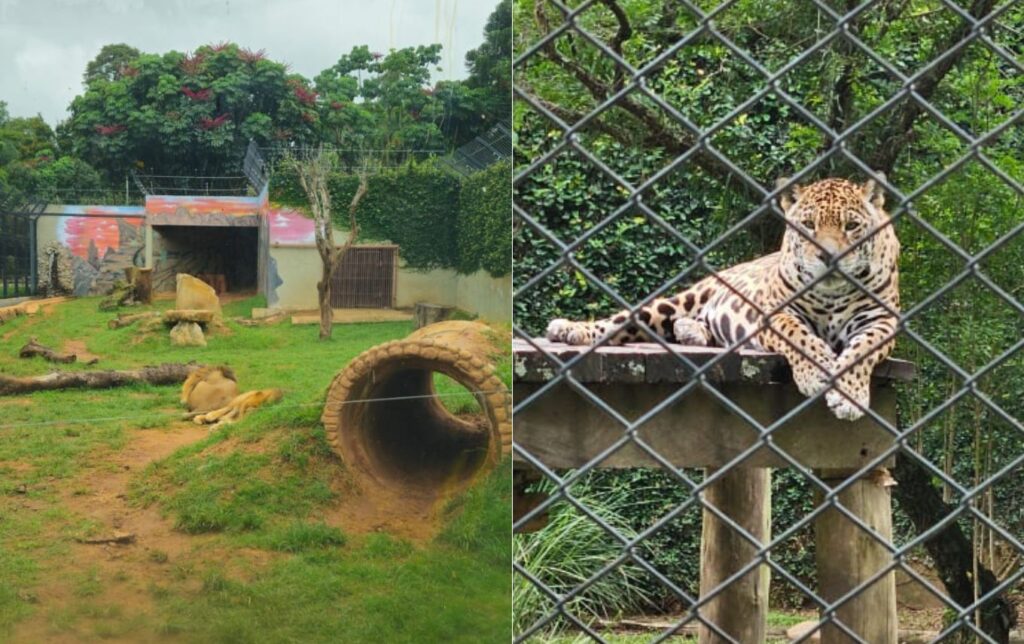 Gratuito, Zoológico de Guarulhos abre aos domingos e feriados
