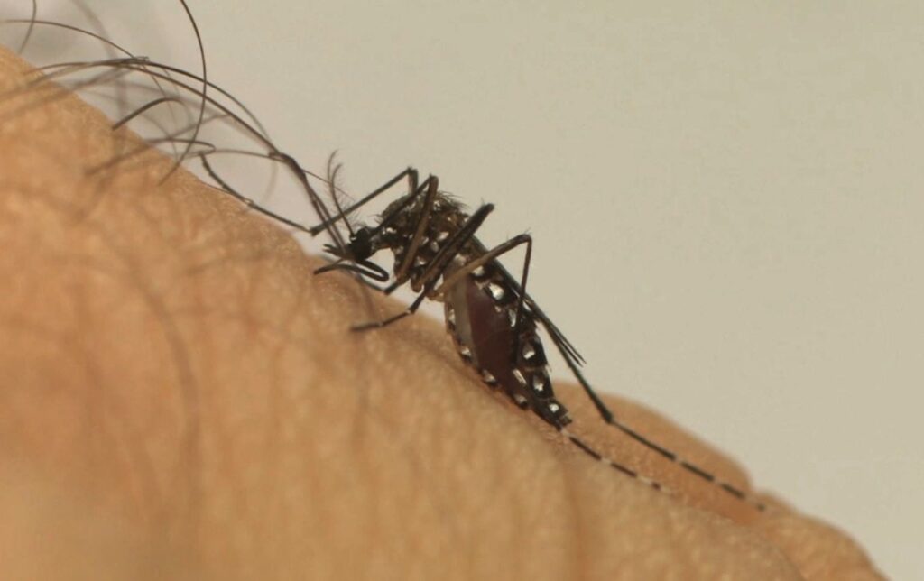 Guarulhos registra 13 mortes por dengue em apenas uma semana