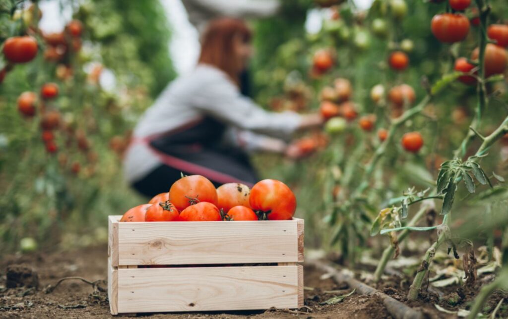 Preço do tomate sobe 16,84% em abril; batata e feijão ficam mais baratos em SP
