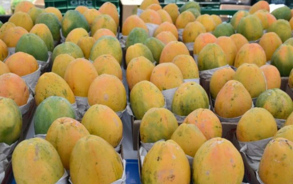 Mamão papaya está com preço bom esta semana, segundo o Ceagesp