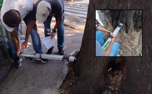 Guarulhos passa a monitorar saúde das árvores com tecnologia; diagnóstico sai em 30 minutos