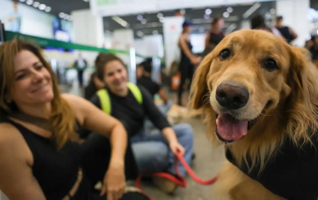 STJ: companhias aéreas podem negar transporte de animais de suporte emocional