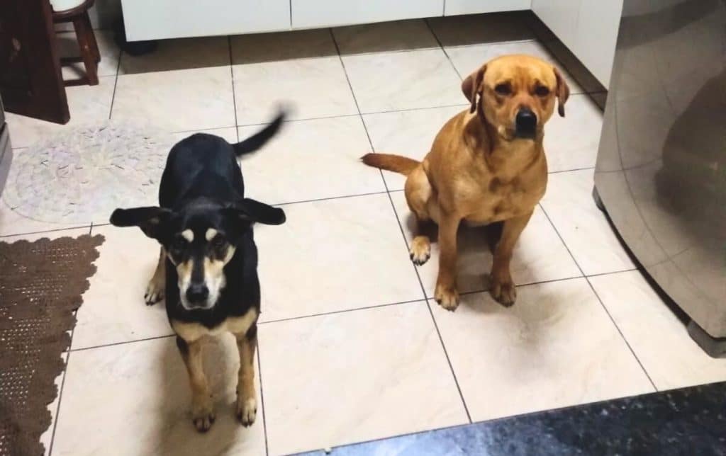 Prefeitura abre inscrições para programa que apoia protetores de animais
