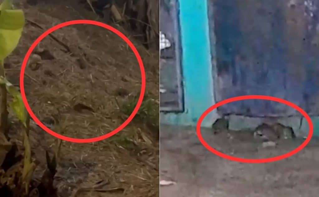 Infestação de ratos em terreno preocupa moradores de condomínio no Bonsucesso