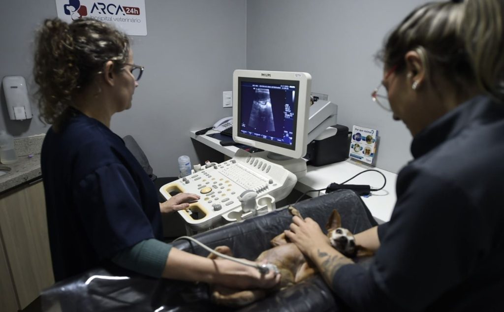 Afinal, onde tem atendimento veterinário gratuito em Guarulhos agora?