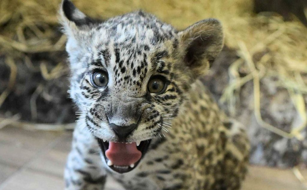 As duas novas onças-pintadas do Zoológico de Guarulhos já têm os nomes escolhidos